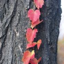 용호고등학교 이미지