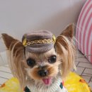 꽃보다 멍 이미지