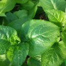 국용농장 이미지