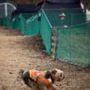 털찐강아지 이미지