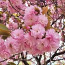 부산 민주공원의 "겹벚꽃"[2024년 4월 6일(음: 2월 28일)일출 6시 13분.일몰18시58분] 이미지