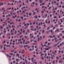 용산동물의료센터 이미지