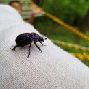 해안초교병설 이미지