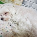 상보약국 이미지