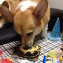 펫비스트로 이미지