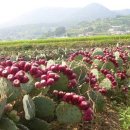 창암농장 이미지