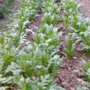 여리농장 이미지