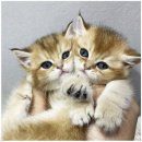 펫 파라다이스 이미지