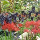 영재농장 이미지