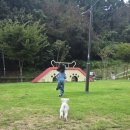 반려동물놀이터 | 목포 애견운동장 <부주산 반려동물 놀이터> 방문 후기