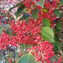 초록공원 이미지