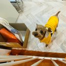 그로서리 메리그린 이미지