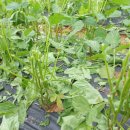 디딤돌농장 이미지