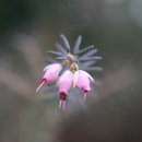 시흥갯골축제 자전거 퍼레이드 4 이미지