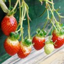 대둔산농장 이미지