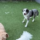 놀러오개 애견유치원 애견호텔 운정신도시점 | 운정 애견호텔 보더콜리 호텔링 놀러오개 운정점