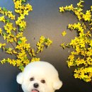우댕샵
