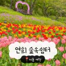 서부수도사업소 | 연희숲속쉼터 튤립 2026 서울 튤립명소