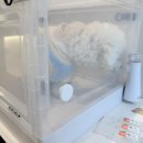 연두동물병원 | 강아지네블라이저 실제 사용후기｜애견유치원·애견호텔에서 써본 반려동물 전용 네블라이저 솔직리뷰...