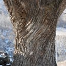 눈길 개척산행(한실→뇌정산→전담→738m봉→백화산→성주산→정리) 이미지