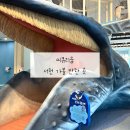 [서천 가볼 만한 곳]씨큐리움. 입장료 및 할인정보/고래고래 놀이터/해양영상실 정보