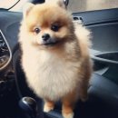 꽃개애견미용 이미지