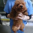 패밀리 동물병원 이미지