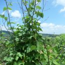 와촌농장 이미지