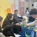 케이탑애견미용학원 네이버블로그