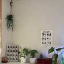 여항-1 | 초보 식집사의 집 플랜테리어 - 에르베 플라워 아울렛 &amp; 온라인 내돈내산 식꾸 후기