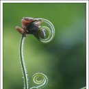 호박넝쿨 이미지