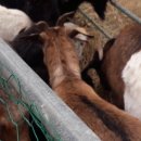 태성농장3 이미지