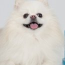 더펫 이미지