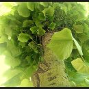 약나무마실 이미지