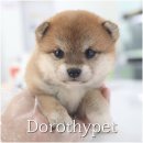 봉산동 강아지 네이버블로그