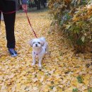 갓삼겹살 이미지