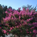 망마보조경기장 이미지