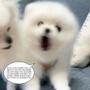 한전_상 | 한전 조낸 어이없는 탈락 후기 [2025-상]