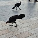 강릉경찰서(버스정류장) | 혼자 호주 한달여행: 시드니 8일차 (주제는 바닷가)