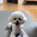 동그리펫살롱 이미지