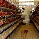 양계장닭한마리 이미지