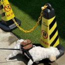 어서와 댕댕아 이미지