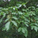 물푸레나무 (Fraxinus rhynchophylla)의 효능 이미지