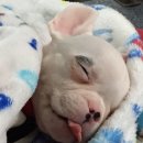 경동동물병원 이미지