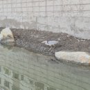 포항 철길숲(중앙동) 경북일보