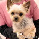 24시 웰니스 동물 의료센터 이미지