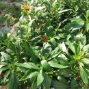 옛날국수 이미지