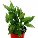 알로애 꽃집 이미지