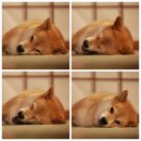 댕댕# 이미지