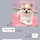 코코 반려견샵 이미지